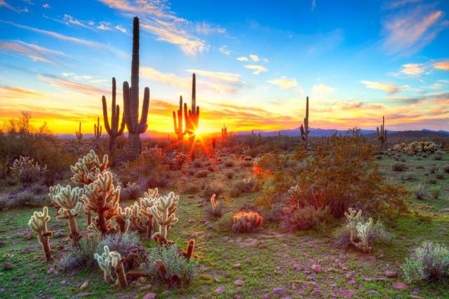 Sunset over a desert landscape with cacti and vibrant sky, capturing the beauty of the southwestern scenery.