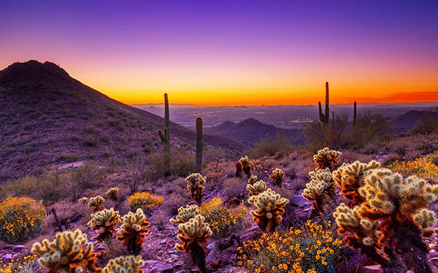 Sunset over desert landscape with cacti and wildflowers, vibrant sky colors, and silhouetted mountains in the background.